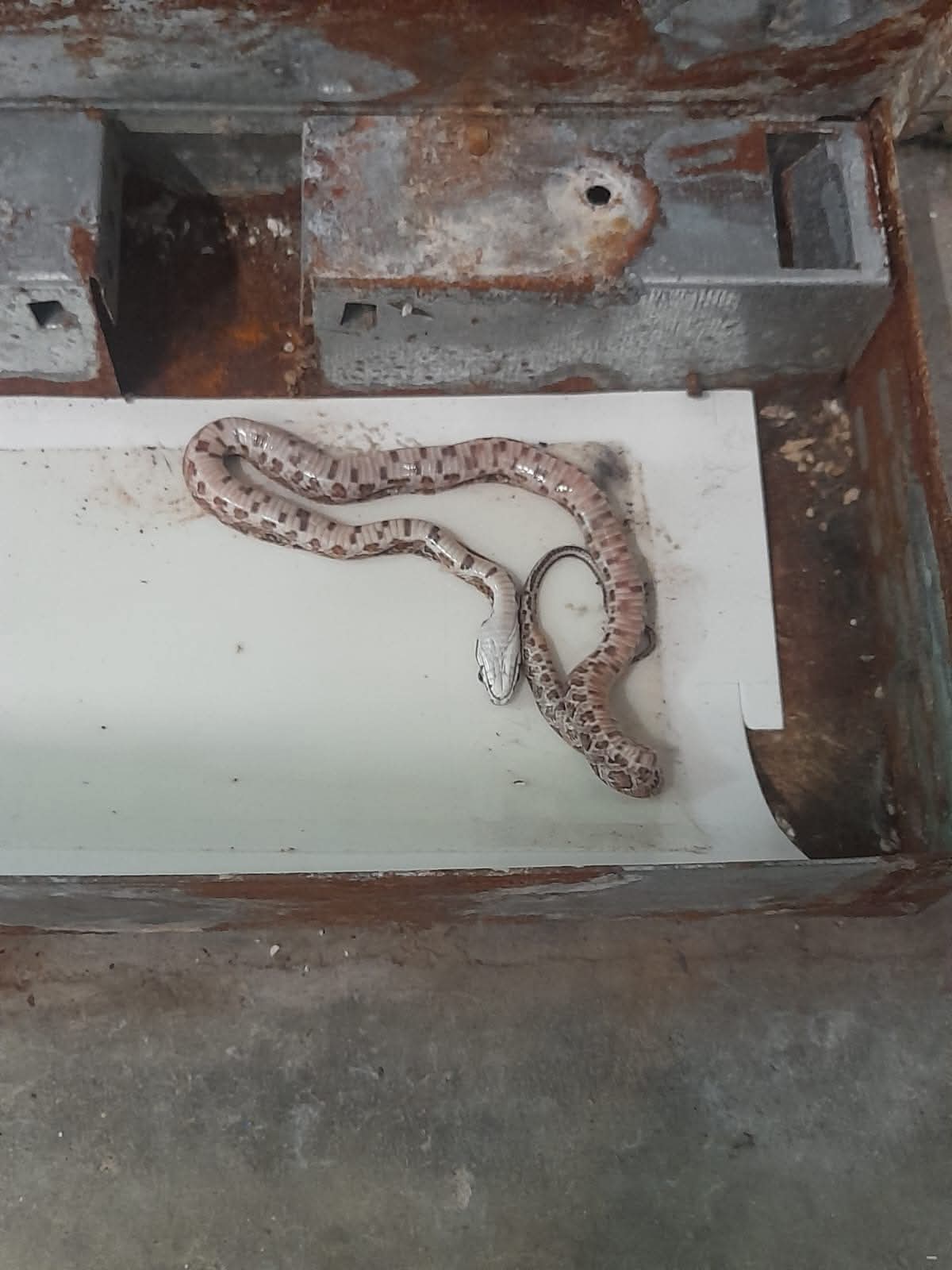 Trampas de monitoreo profesional